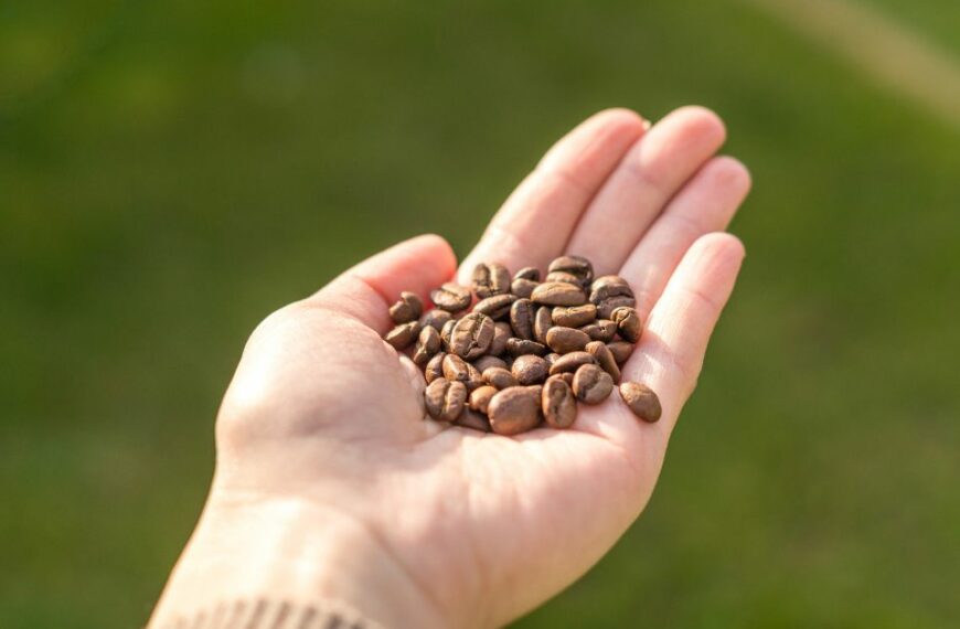 日曬咖啡豆是什麼？比水洗甜度更高的咖啡豆